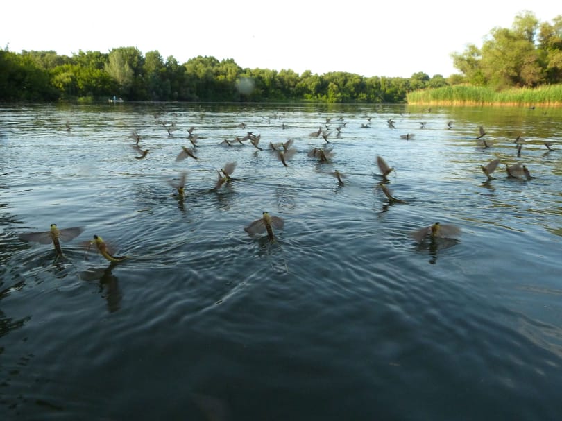 Már nagyban virágzik a Tisza, látta? Itt van pár tipp, hol érdemes megnézni