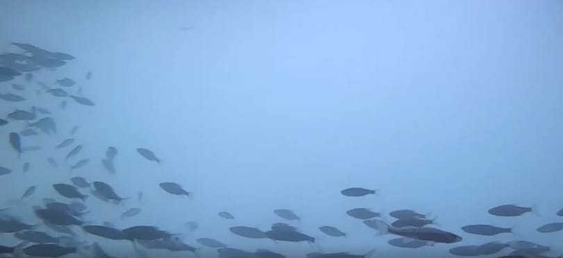 Mintát vettek a Balatonból, 69-féle gyógyszermaradványt találtak