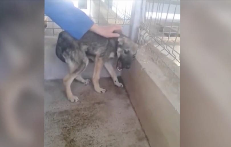 Eddig csak verték, így halálra rémült a simogatástól egy kutya – megható videó