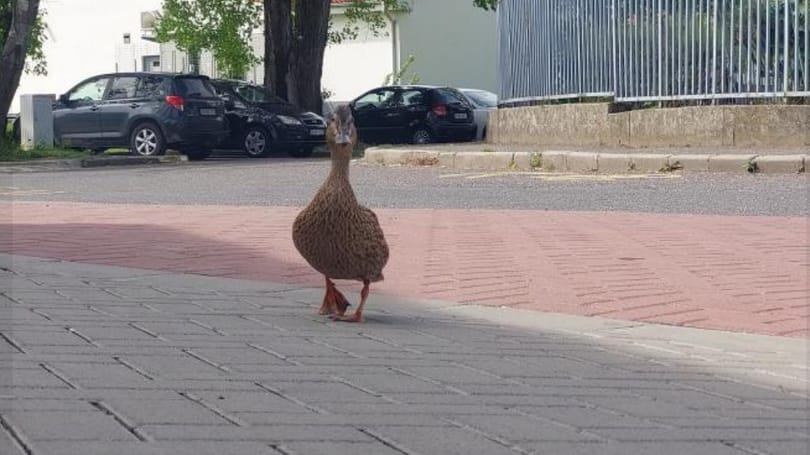 Csatornába esett egy oroszlányi kacsacsalád, tűzoltók segítettek rajtuk – videó