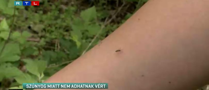 A tigrisszúnyogok miatt nem adhatnak vért a XVI. és a XXII. kerületben élők és a szegediek