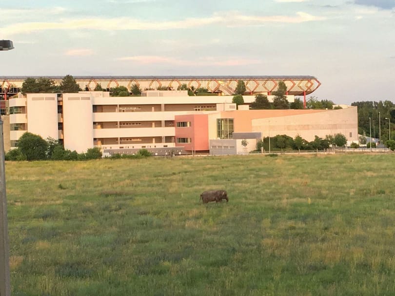 Elefántot láttak kószálni Rákospalotán - fotó