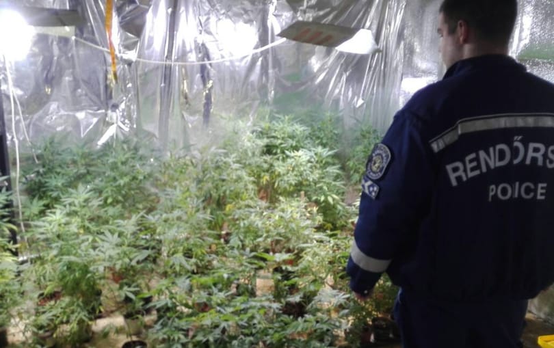 Kisebb kannabiszerdő került elő egy ócsai házból