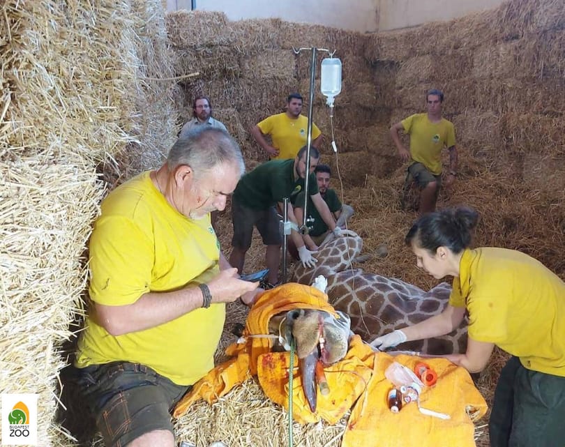 Ilyen, amikor egy 900 kilós zsiráfot kell elaltatni egy műtéthez