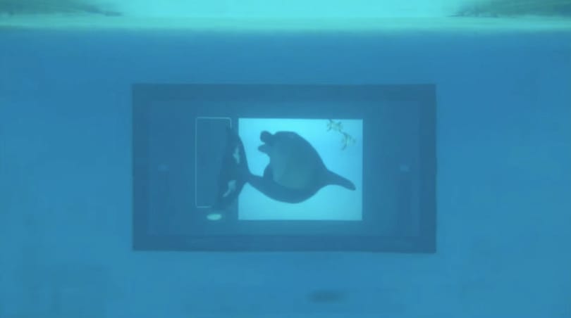 A delfinek azonnal tudják, hogyan kell játszani egy érintőképernyőn – videó