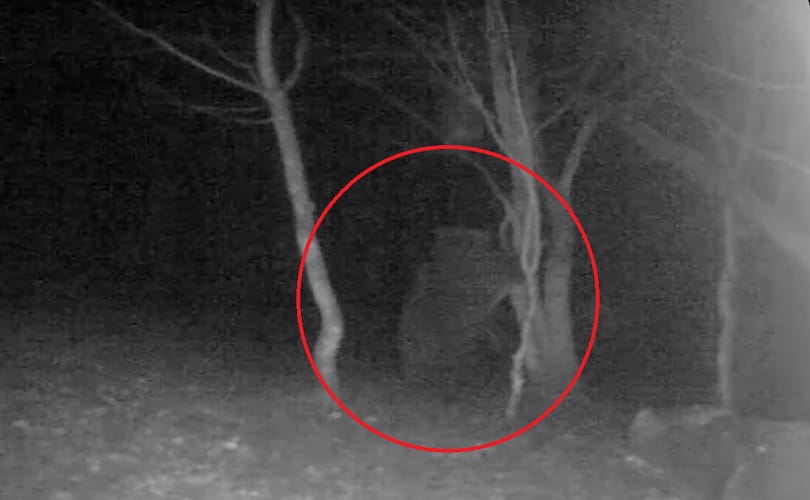 Medvét vettek videóra az Aggteleki Nemzeti Parkban