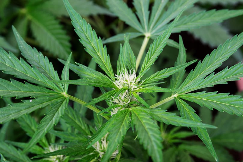 Egy tanulmány szerint komolyan növelheti a szívbetegségek kockázatát a rendszeres kannabiszfogyasztás