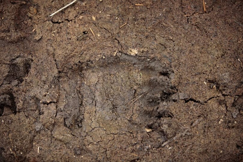 Autópályát is lezárhatnak a kóborló medve kedvéért