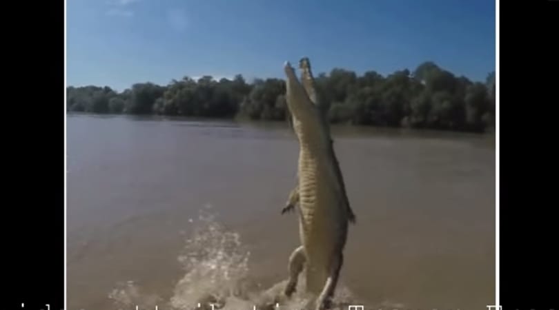 Videó: nem fogja elhinni, milyen teljesítményre képes egy krokodil a kajáért