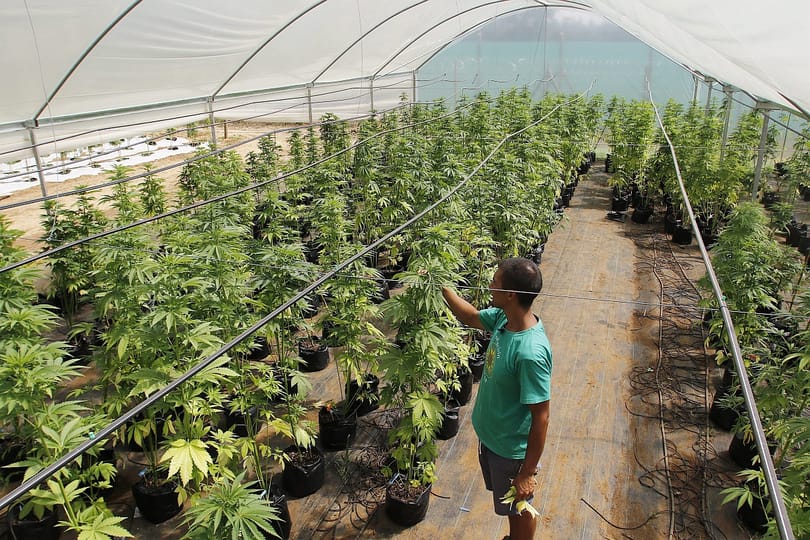 Legalizálták az orvosi marihuánát Thaiföldön