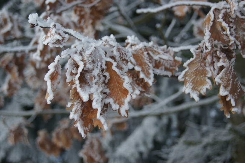 Adventi mesenaptár - december 2.