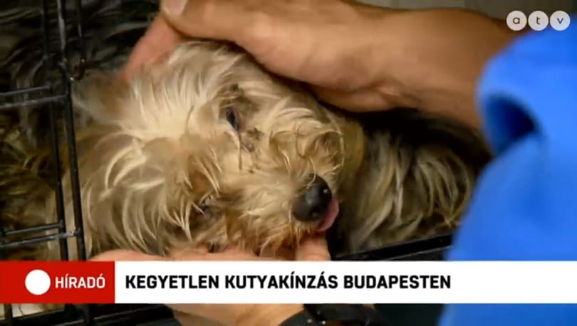 Zsákban találtak rá egy félholtra vert kutyára a Teleki téren