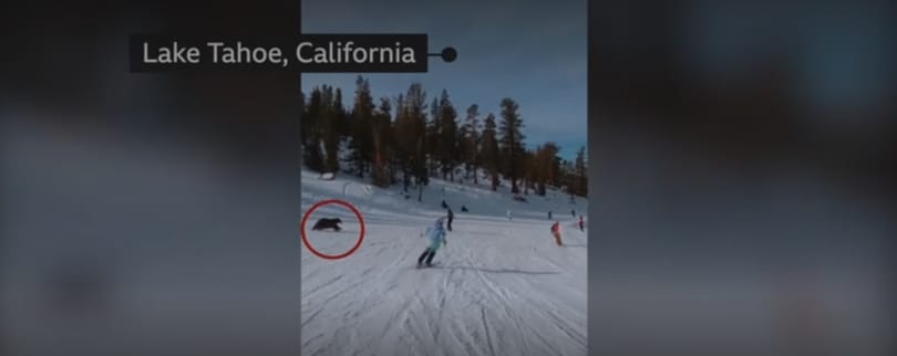 Centiken múlt, hogy nem ütközött a medvével ez a síelő – videó