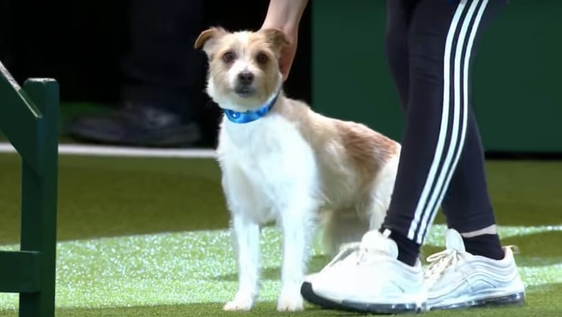 Olly, a terrier teljesen alkalmatlan a versenyzésre, mégis mindenki imádja őt