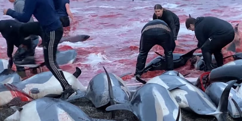Egyetlen nap alatt csaknem 1500 delfint öltek le a Feröer-szigeteken