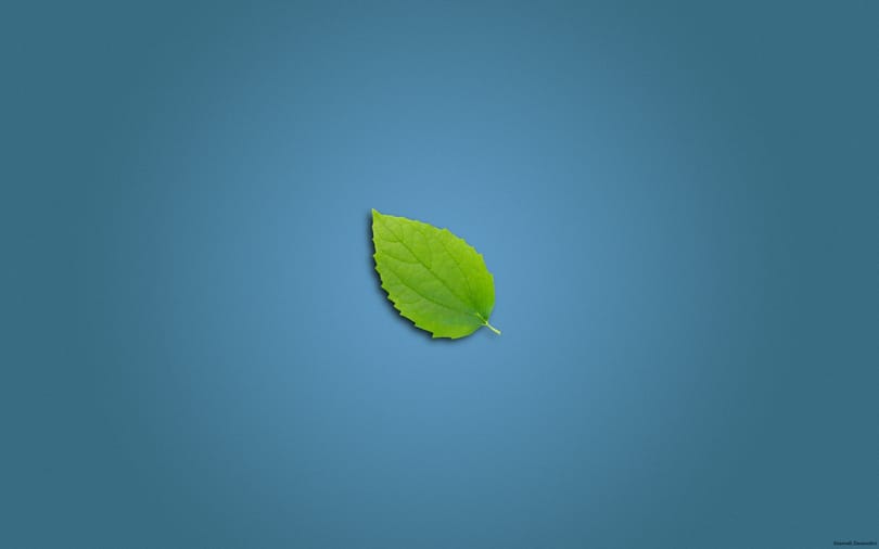 Mai háttérkép: Leaf Wall