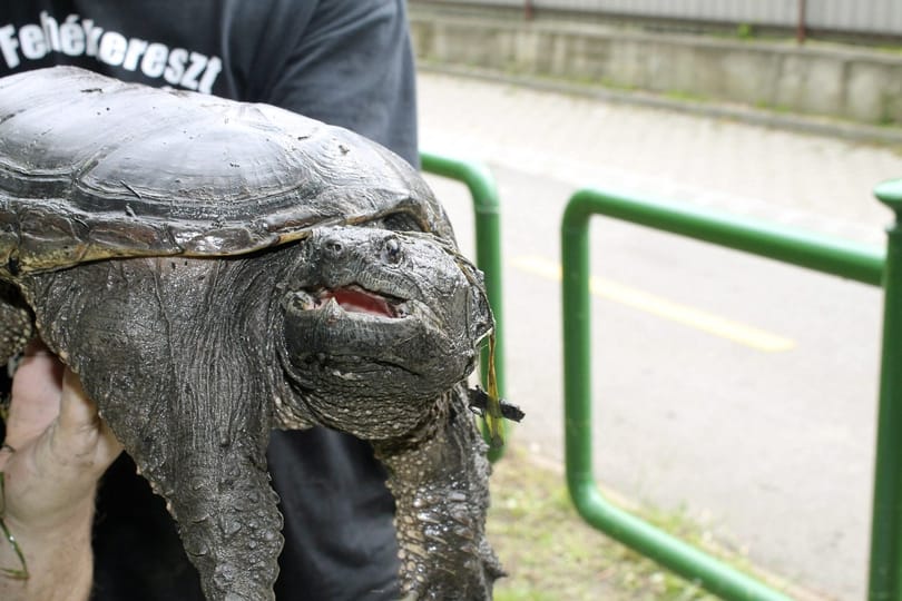 Aligátorteknőst találtak Piliscsabán, harapott is