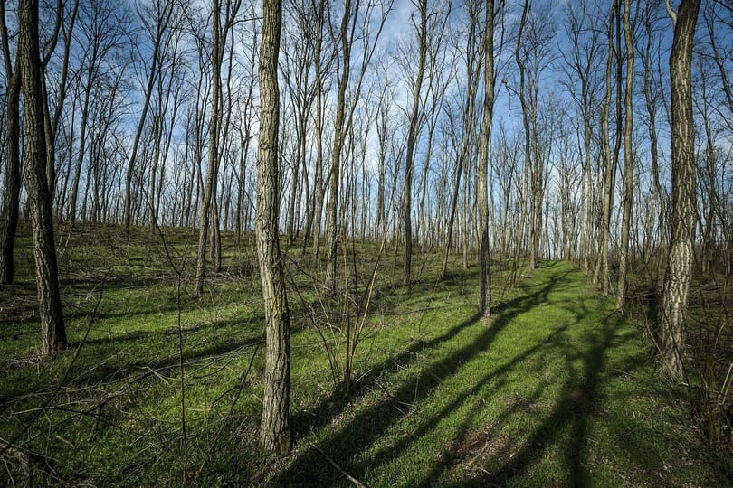 22 millió facsemetét ültet a kormány