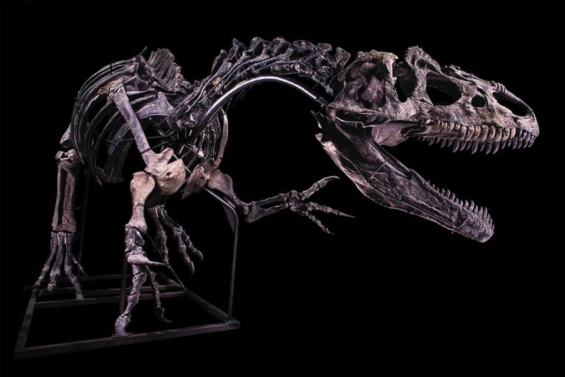 Egymilliárd forintért vett meg valaki egy dinoszaurusz-csontvázat