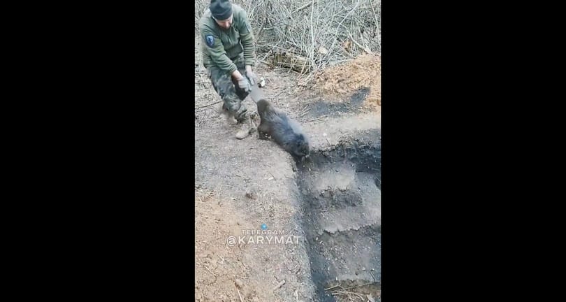 Egy makacs hóddal gyűlt meg a bajuk az ukrán katonáknak a frontvonalon