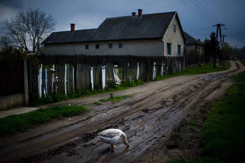 Valahogy el kell adni a magyar libamájat