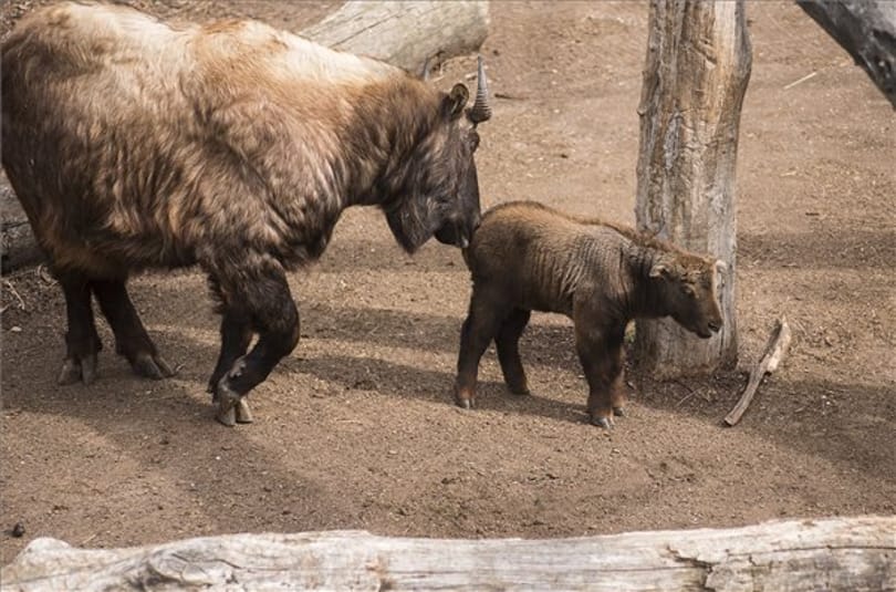 Igazi szenzáció: most először született Magyarországon mishmi takin