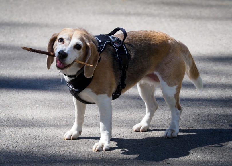 Négyezer beagle-t akart kísérleti kutyának használni egy amerikai cég, otthont keresnek nekik