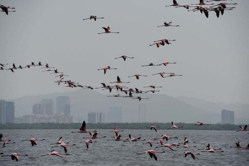 Flamingók tucatjait gázolta el egy utasszállító Mumbaiban