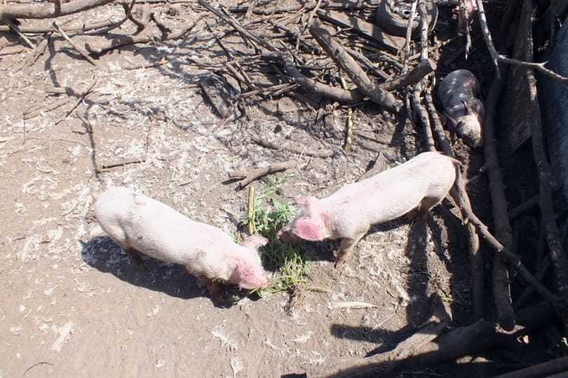 Apránként eladogatta a rábízott 151 disznót a kondás