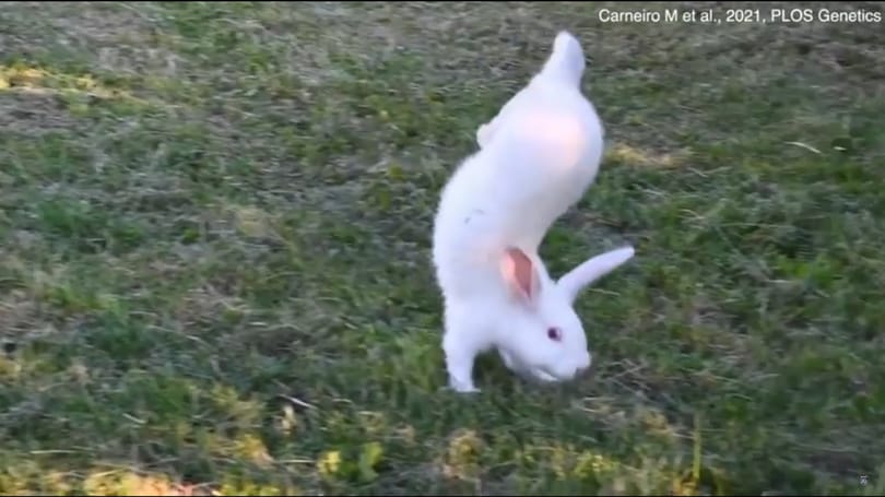 Létezik egy nyúlfajta, amelyik nem tud ugrani, helyette kézen állva jár – videó