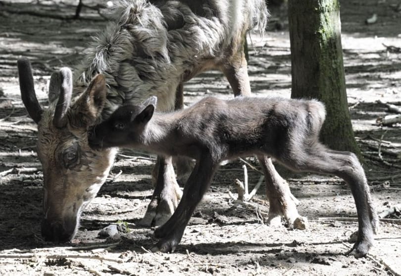Fotó: Bolyhos kis rénszarvasok születtek a Nyíregyházi Állatparkban