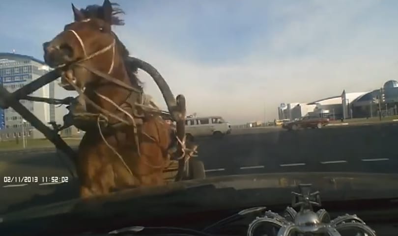 Videó: az oroszoknál még a lovak is részegek?