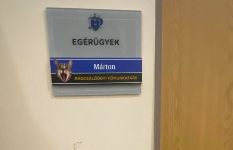 Diósjenőn még rágcsálóügyi főmunkatárs is dolgozik: a Márton nevű mentett macska