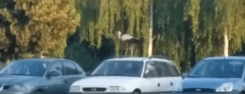 Autókon ugrált egy gólya a Lidl-parkolóban - videó