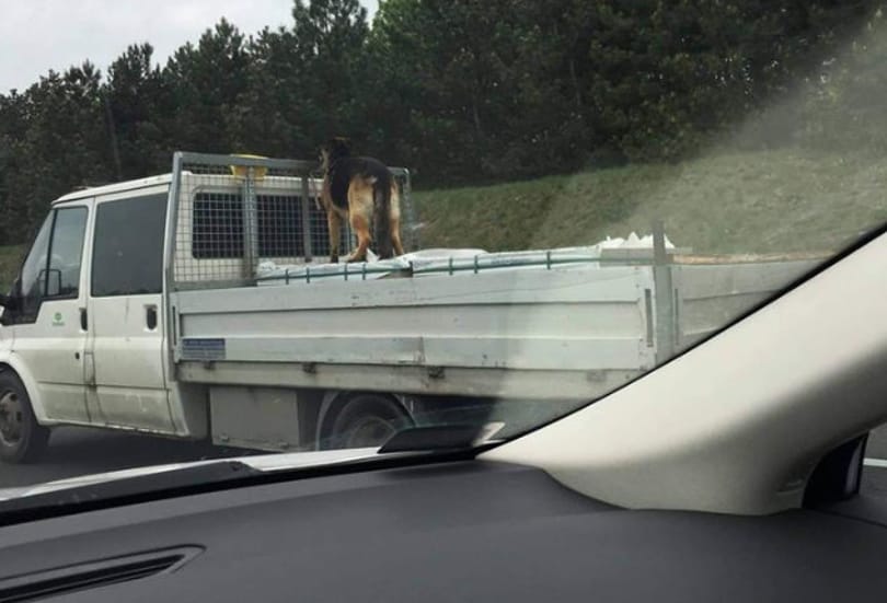 Ki az, aki egy kutyát kiköt a platós kocsijára és úgy megy az M7-esen?