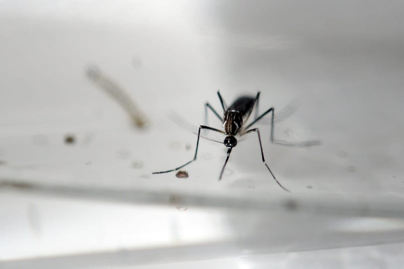 Szüleink még találkozhattak a zikavírust terjesztő szúnyoggal