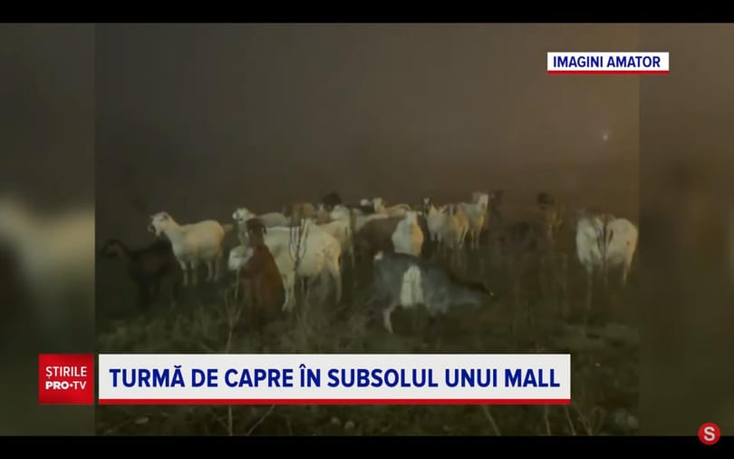 Túl nagy volt a köd, mélygarázsban kötött ki egy kecskenyáj Romániában