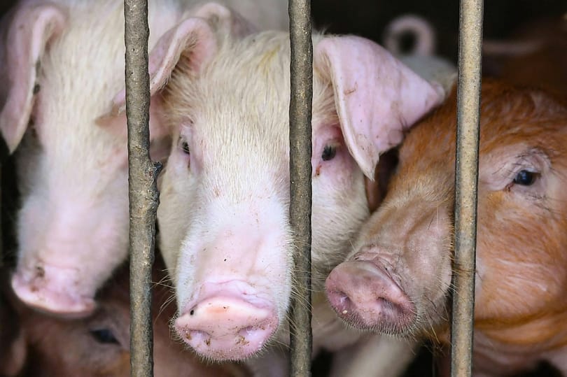 A disznók által kiadott hangok 92%-áról megállapítható, hogy örül-e az állat vagy feszült