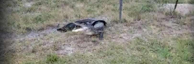 Seprűvel és takaróval fogtak el egy aligátort, hogy levágják róla a műanyagot