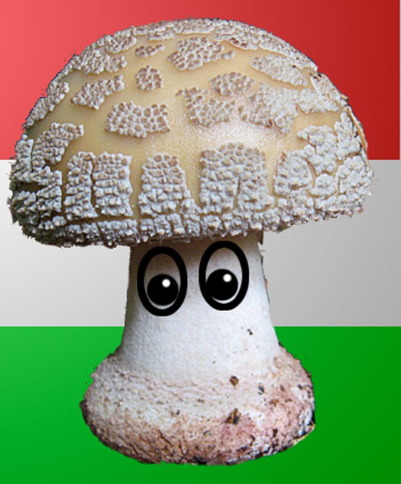 A Szégyenkezelő Intézet