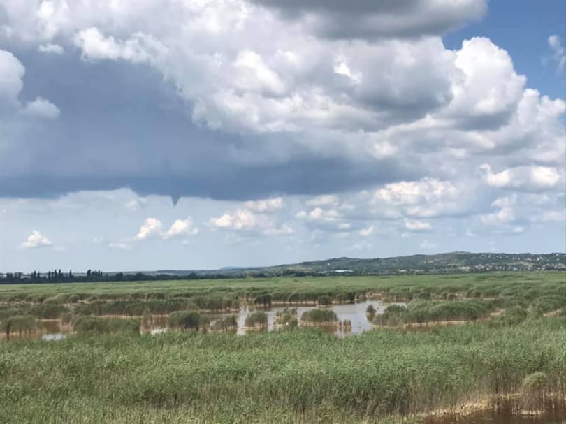 Csak az elmúlt napokban 1800 kiló hal pusztulhatott el a Velencei-tóban