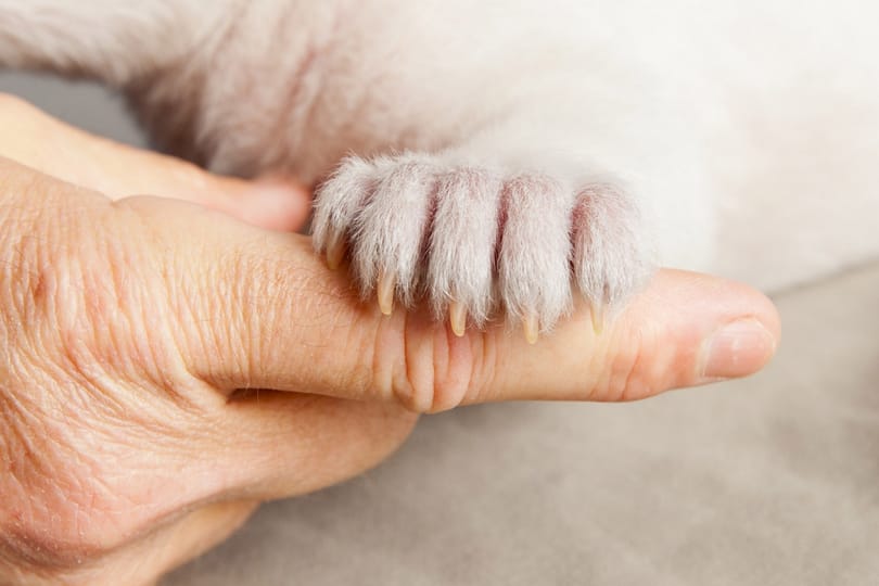 Félrenyelt anyatej miatt halt meg a berlini jegesmedvebocs