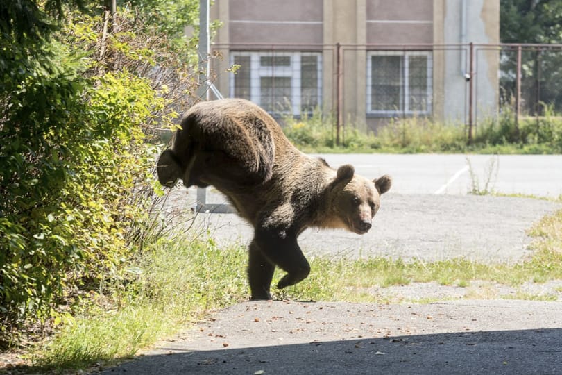 Átsétált egy medve egy iskola udvarán Beresztelken, miközben a gyerekek az osztályban tanultak
