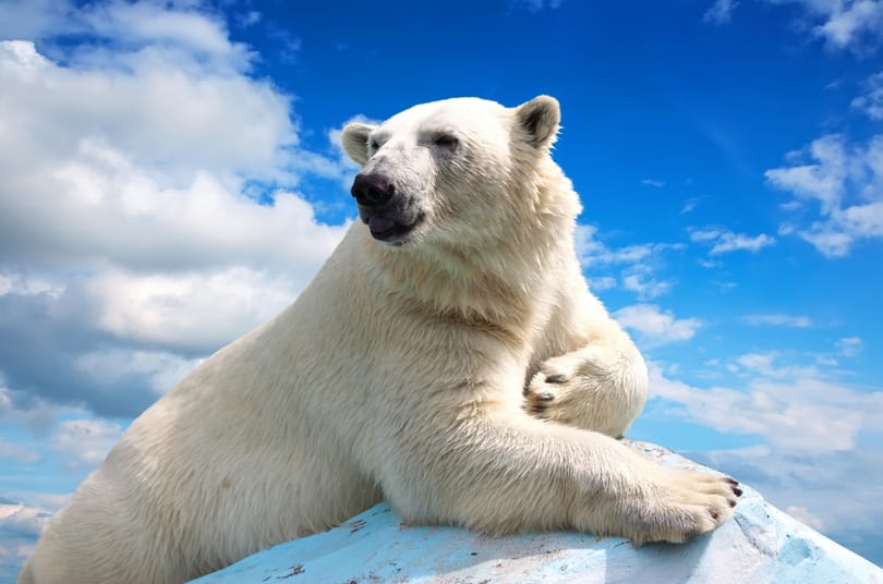 Kevesebb a jég, ezért soványabbak és kevesebb bocsuk születik a jegesmedvéknek a Baffin-öbölben