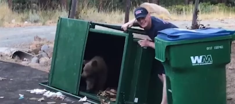 Ha bármikor medvebocsokat találna a kukában, így szabadítsa ki őket - videó