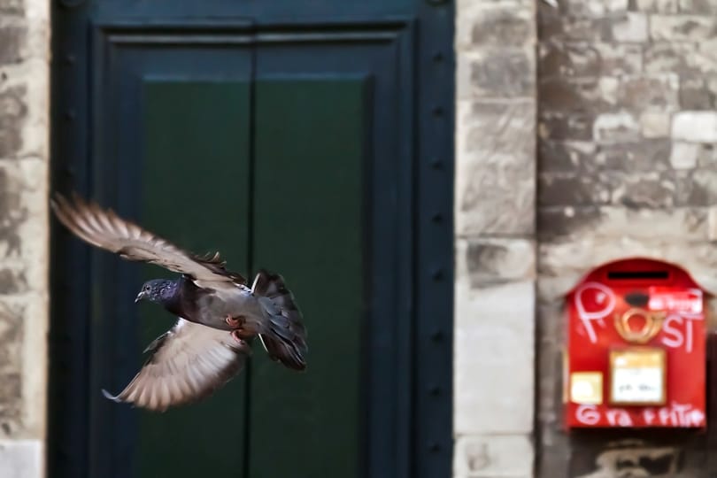 Kontinentális postagalamb kiállítás Budapesten
