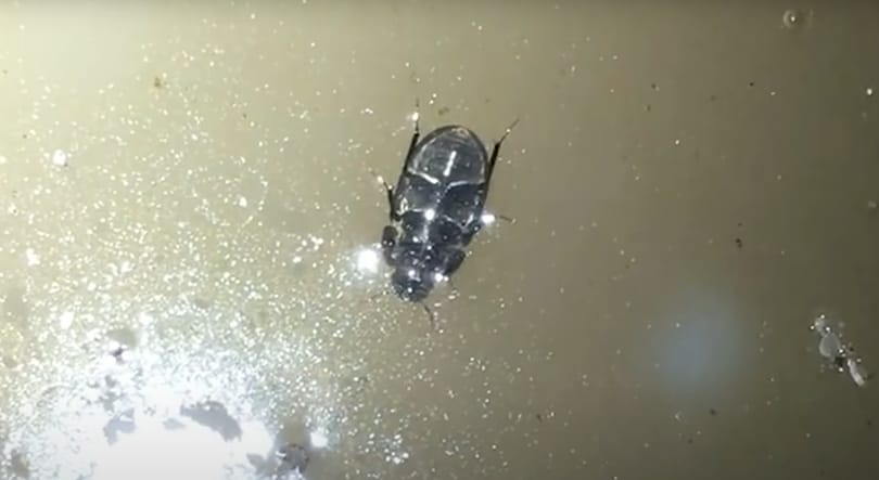 Először sikerült videóra venni, hogy a vízfelszínen fejjel lefelé sétál egy bogár