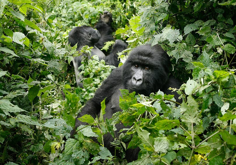 Megölték Uganda egyik legismertebb gorilláját, életfogytiglani börtönt is kaphatnak a gyilkosai