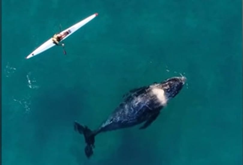 Egy kíváncsi bálna szegődött a kajakos nyomába Sydney partjainál – videó