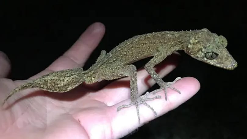Mint egy apró sárkány, úgy néz ki egy újonnan felfedezett gekkófaj